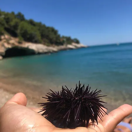 Residence I Delfini -Pugnochiuso *